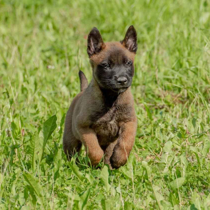 Belgian Malinois puppy running on a grassy field