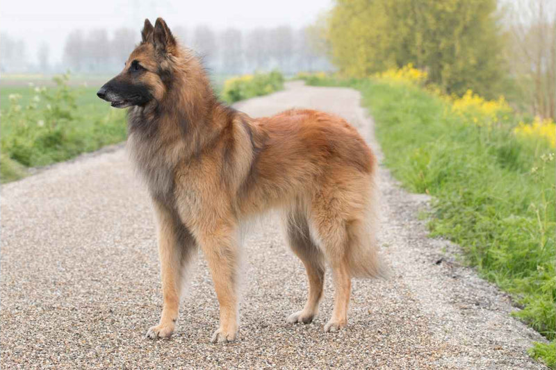 Belgian Tervuren dog breed