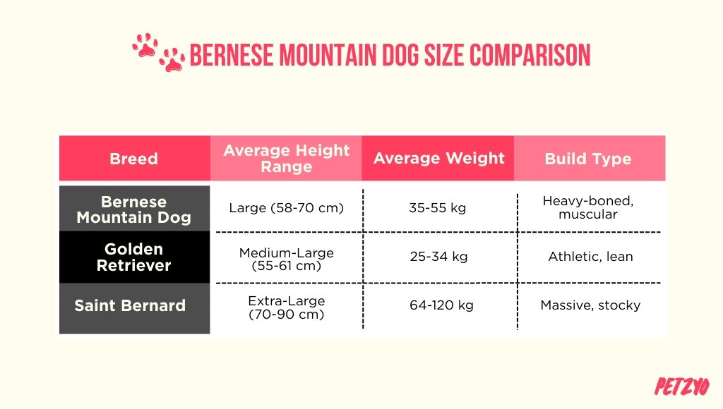 Bernese Method Chart Bernese Mountain Dog Breed: Guide to Gentle Giants – Petzyo
