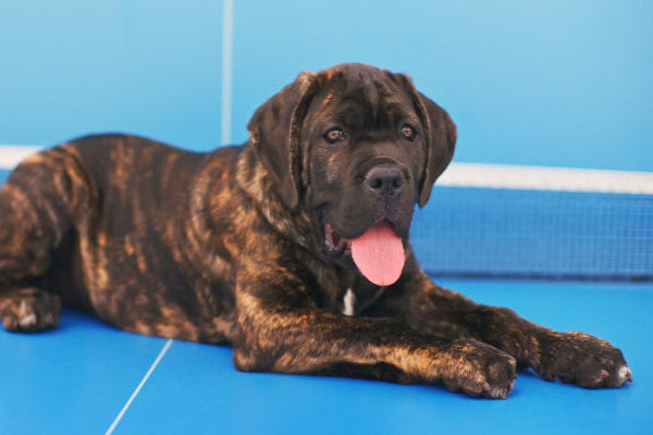 Brindle can corso dog lying on a blue floor with a blue wall in the background