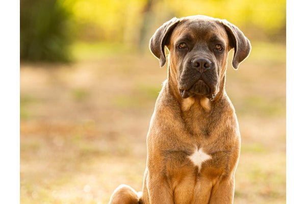 Fawn cane corso dog breed