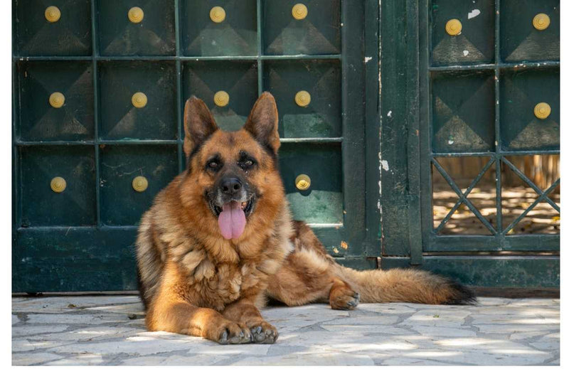 German Shepherd sitting infront of a green metal gate 