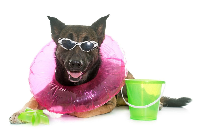 Belgian Shepherd Dog wearing a pink collar and sunglasses with a green bucket on a white background