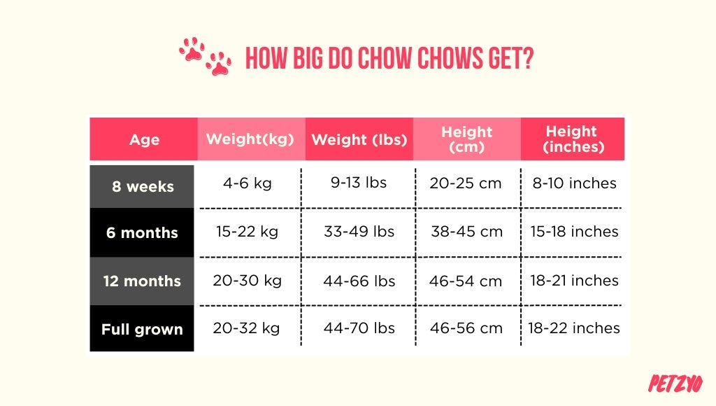 Chow Chow Dog Breed Traits, Costs & Care Guide Petzyo