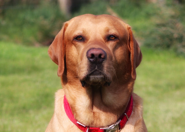 Large Lab Types Red Labrador Retriever Guide: Temperament, Size, Health & Care – Petzyo