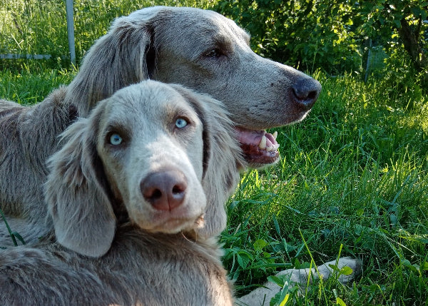Red/silver Lab Labrador Retriever Guide: Temperament, Size, Health & Care – Petzyo