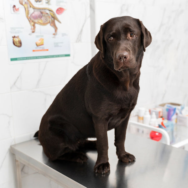 Lab Testing Labrador Labrador Retriever Guide: Temperament, Size, Health & Care – Petzyo