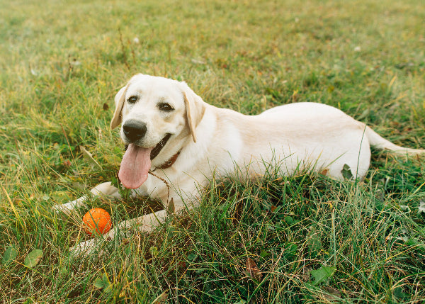 Yellow Lab Range Labrador Retriever Guide: Temperament, Size, Health & Care β Petzyo