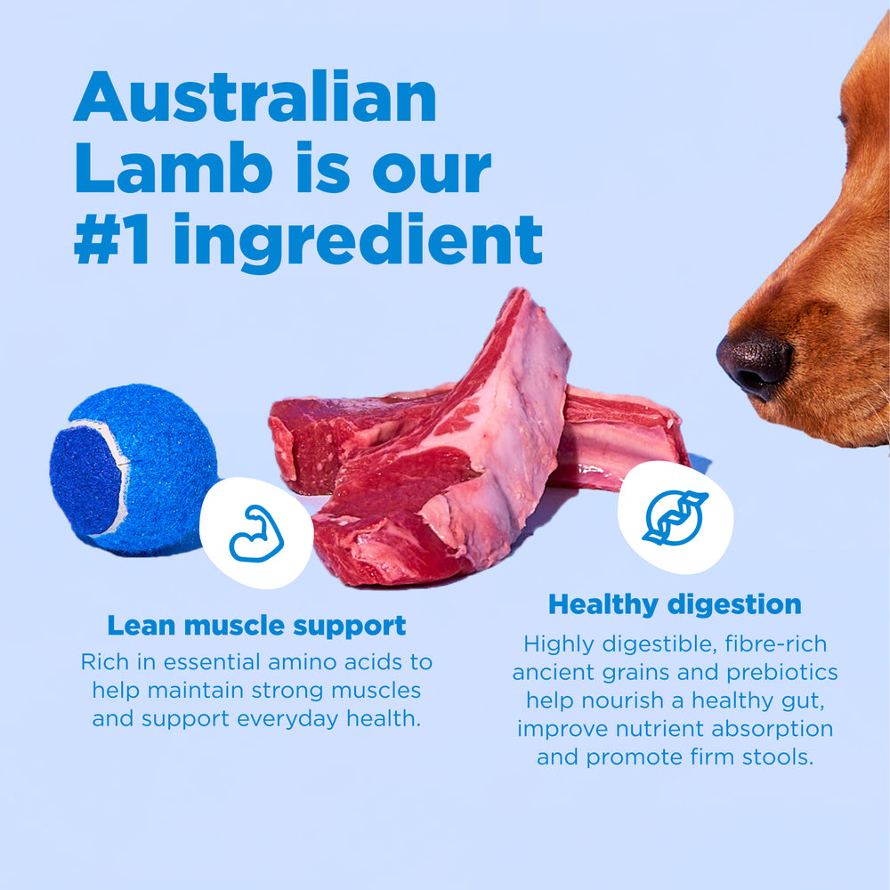 16kg of Kibble That Counts - Lamb and Ancient Grains