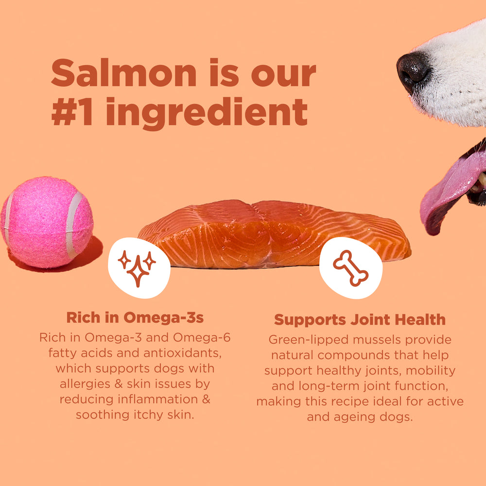 8kg of Kibble That Counts - Salmon and Ocean Fish with Green Lipped Mussels