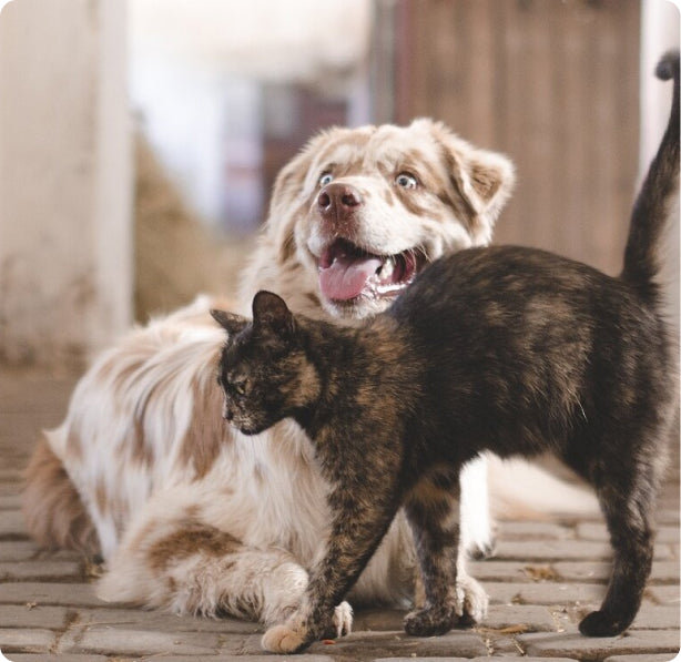 Dog and a cat hanging out together