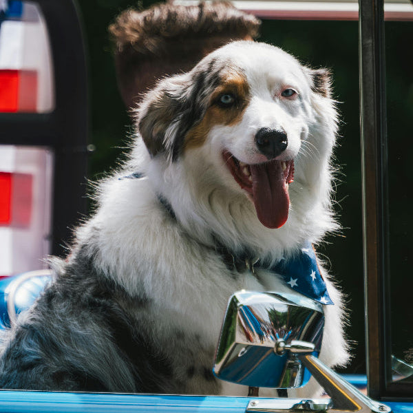 Australian shepherd sitting in a blue car