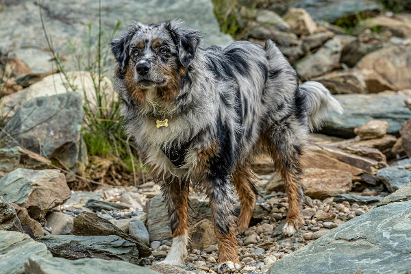 Australian shepherd black tri 