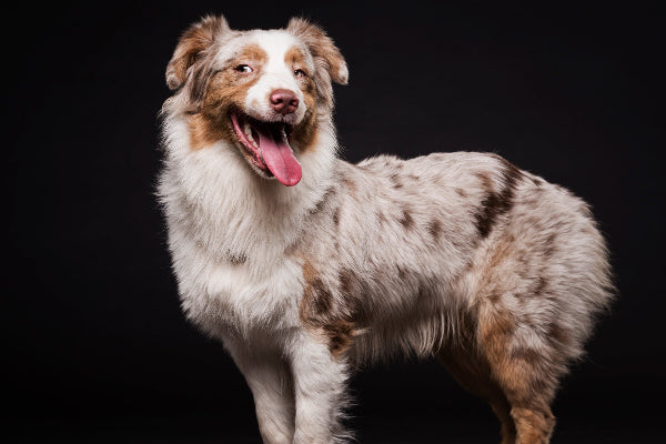Australian shepherd red merle in dark room