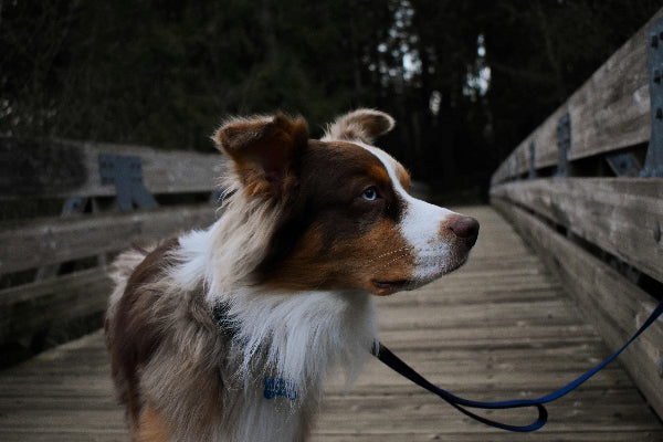 Australian Shepherd red tricolour