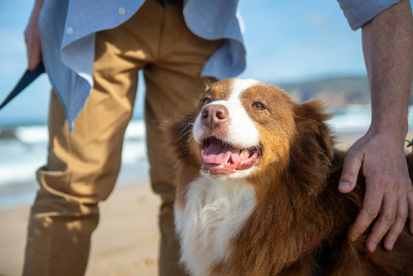 Red and white Australian shepherd on the beach