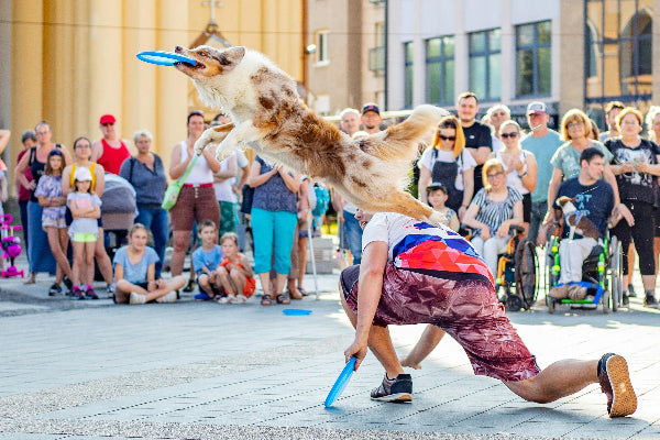 An Australian shepherd is performing  a trick with his dad in public