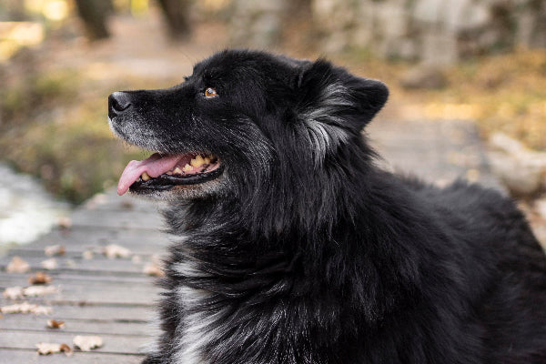 Black and white Australian shepherd sitting on a wooden bridge