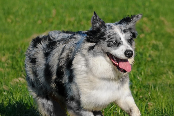 Australian shepherd blue merle running happily