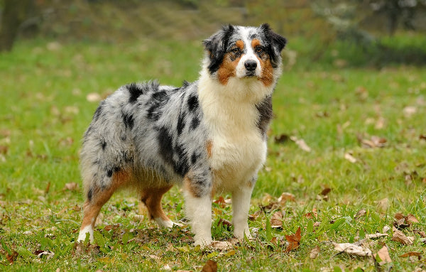 Australian shepherd dog in a park