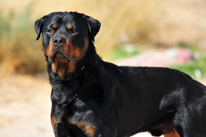 Rotwi Rottweiler Breed Guide: Powerful and Loyal Guardian – Petzyo