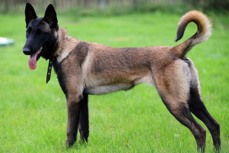 black ears Belgian Shepherd Malinois dog