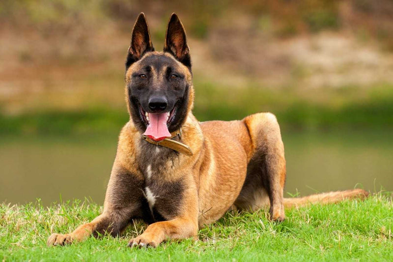 black mask Belgian Malinois dog breed