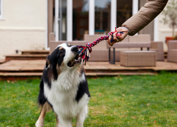 Playing tug with border collie