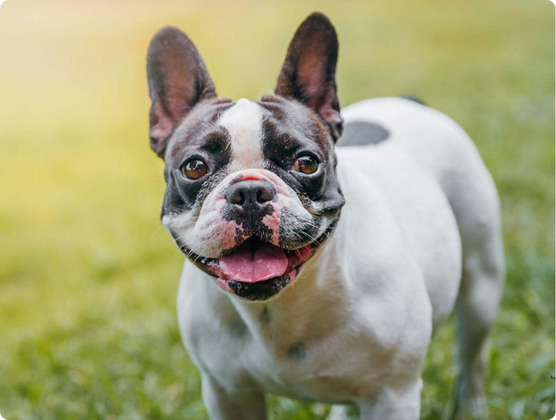 French Bulldog standing on grass