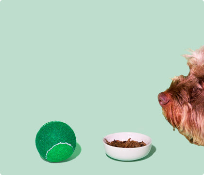 Can Dogs Have Banana Protein Powder With Other Supplements photo