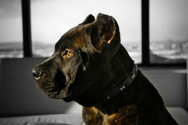 cane corso brindle coloured
