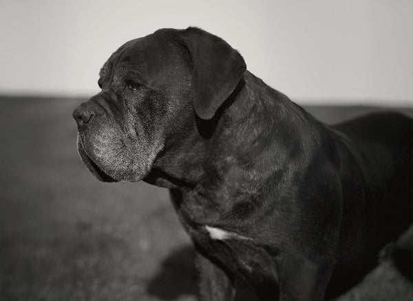 cane corso origin