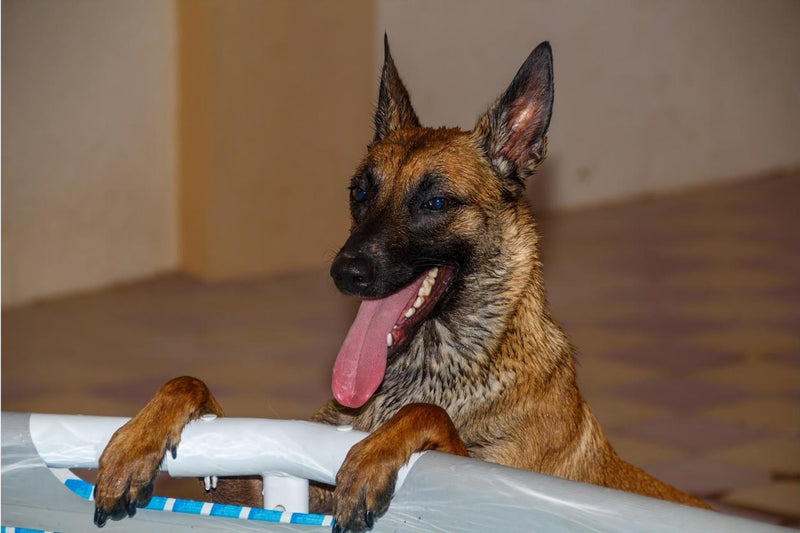 caring for a Belgian Malinois dog breed