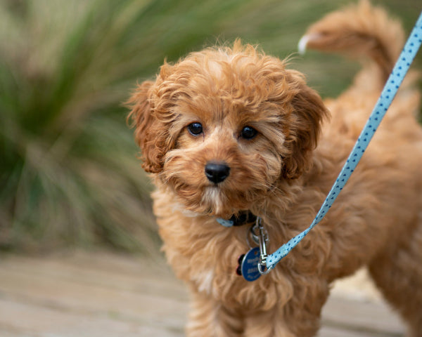 Apricot coloured Cavoodle