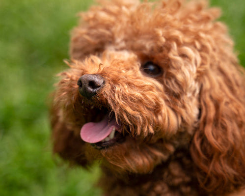 Red Cavoodle