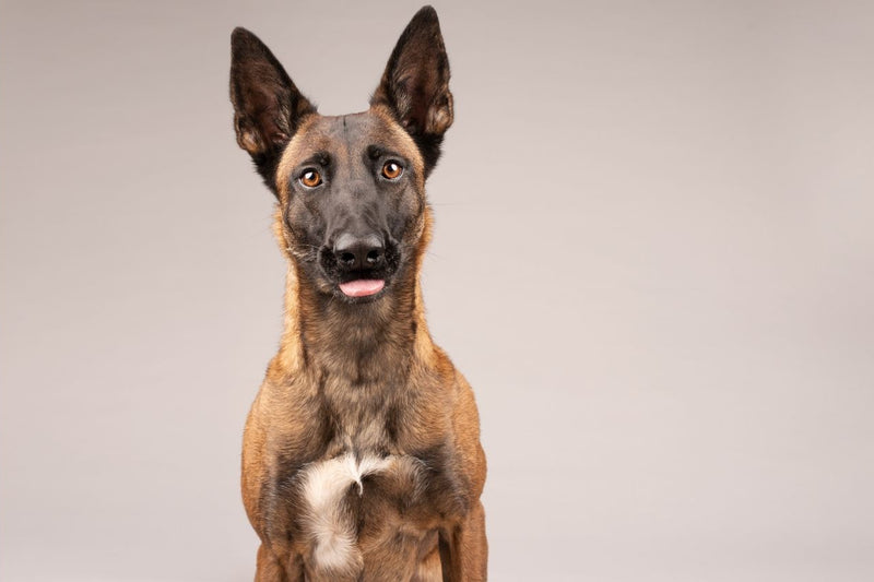 cute Belgian Malinois dog with his tongue out