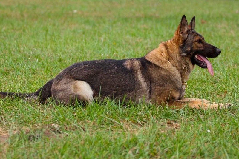 dark overlay Belgian Shepherd dog