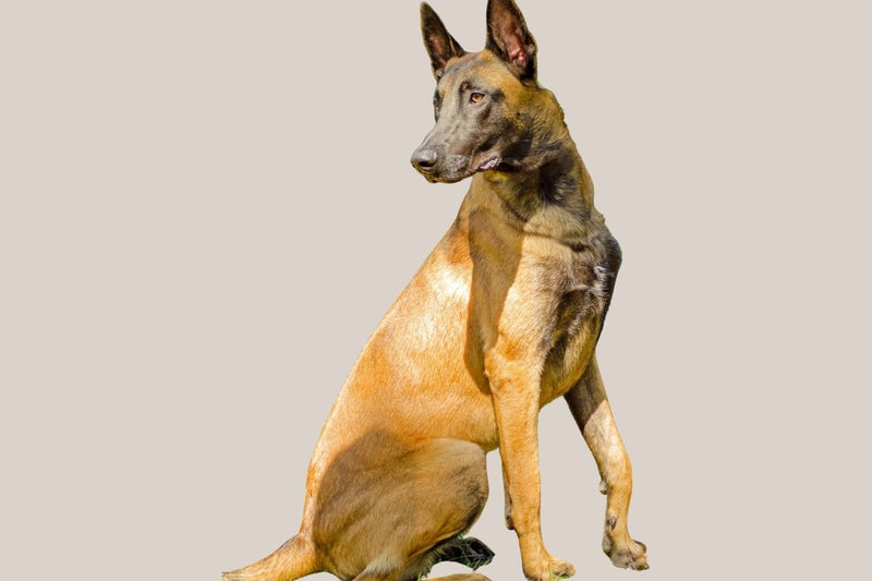 fawn Belgian Shepherd dog Malinois
