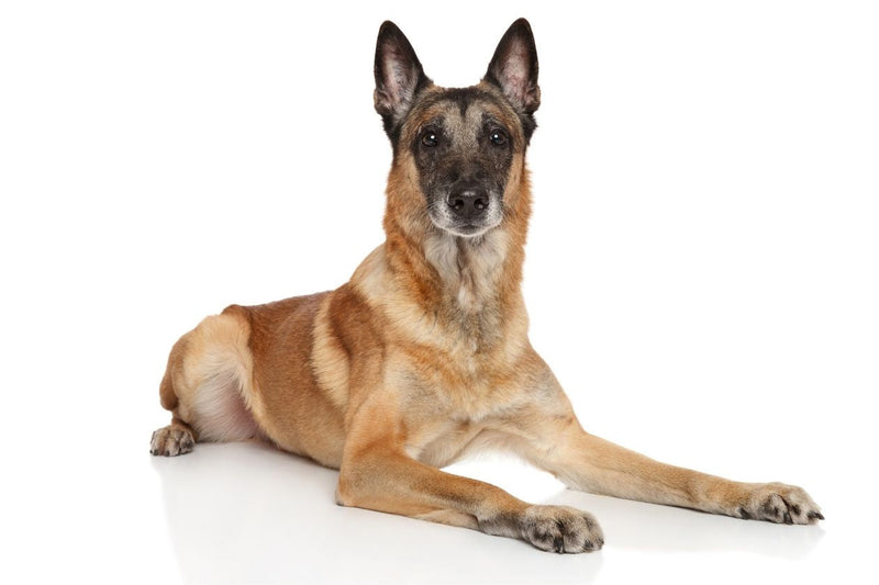 fawn sable Belgian Shepherd dog Malinois