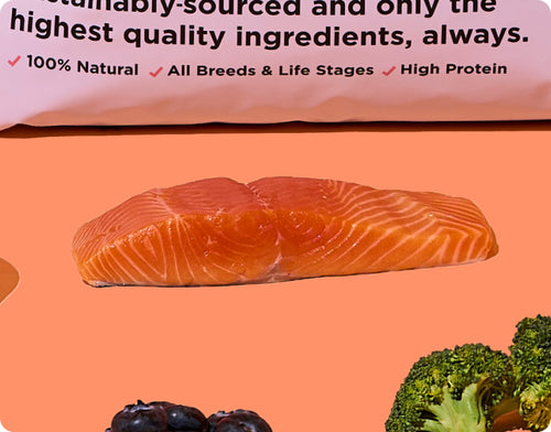 Salmon fillet with broccoli