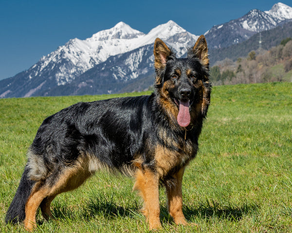 A black and tan German shepherd