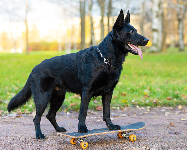 A black German Shepherd on a skateboard