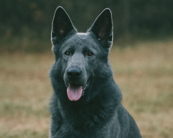 A blue German Shepherd