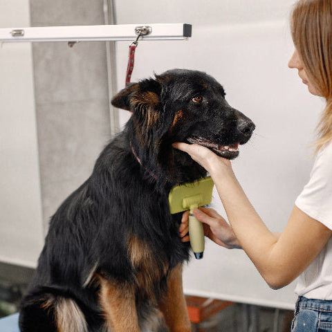 a lady grooming a German Shepherd