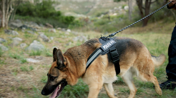German Shepherd as a police dog on duty