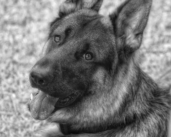 A black and white photo of a German shepherd