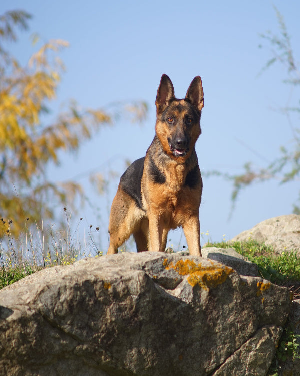 A German Shepherd standing on a rock