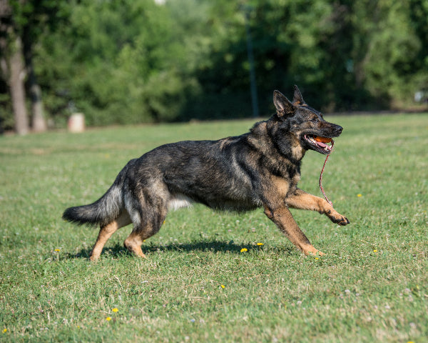 A sable coated German Shepherd fetching a ball