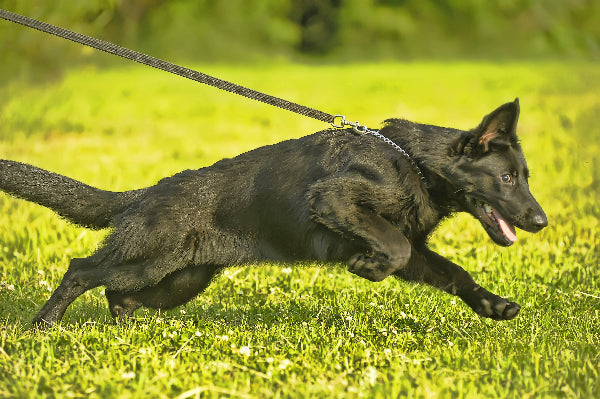 A black German Shepherd puppy pulling the leash