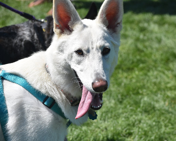 A white German Shepherd on lease